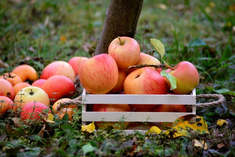Streuobstwiese