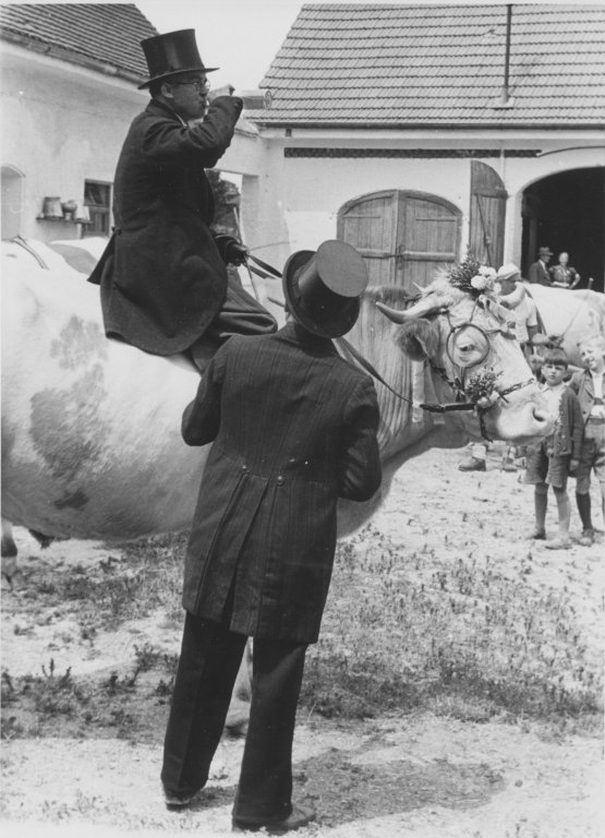 Hettenshausener Ochsenrennen 1