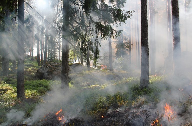 Waldbrandbild von Pixabay Ylvers